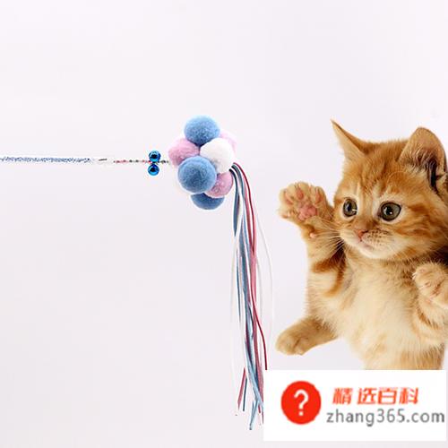 养猫需要准备什么东西(新手养猫需要具体准备什么)