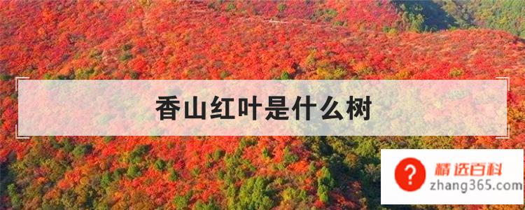 香山红叶是什么树