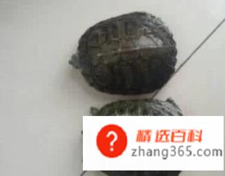 乌龟怎么养才能生蛋(乌龟怎么能让它生蛋)