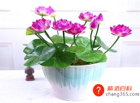 如何栽种荷花