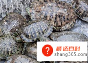 乌龟咬人怎么办