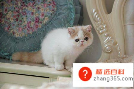 加菲猫怎么养(加菲猫的操作方法)