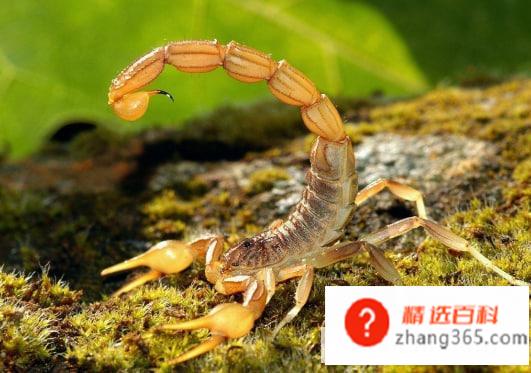 蝎子可以吃吗