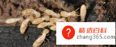 白蚁怎么消灭才干净(墙面、缝隙等地方出现)