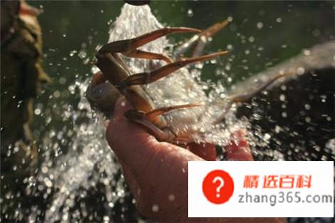 教你怎样洗螃蟹(教你清洗螃蟹的正确方法)