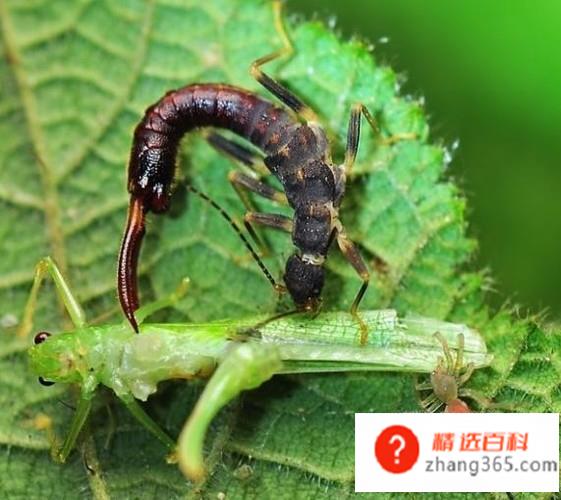 什么是丛林法则(丛林法则是自然界里生物学方面的物竞天择、优胜劣汰、弱肉强食的)