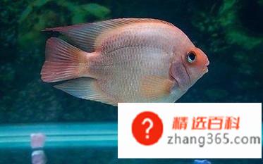 迷你鹦鹉鱼怎么分公母(公鹦鹉鱼的操作方法有哪些)
