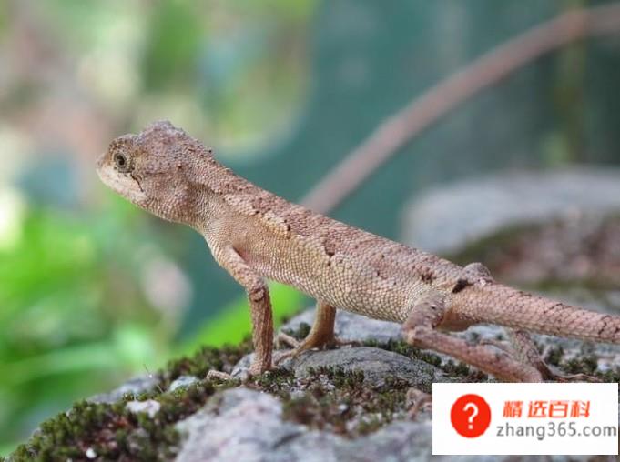 关于饲养宠物蜥蜴的八个注意事项。