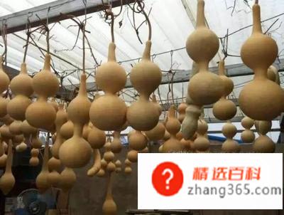 新鲜葫芦怎么处理成干葫芦(怎么样用新鲜葫芦做成干葫芦)