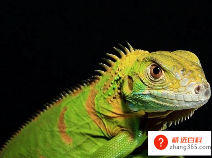 关于饲养宠物蜥蜴的八个注意事项。