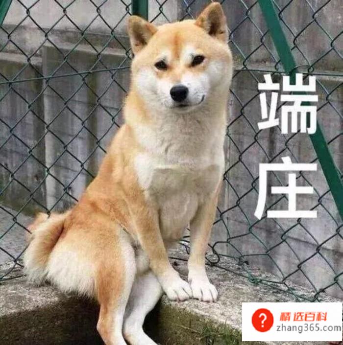 女生叫你狗子是什么意思(2019.01.00)