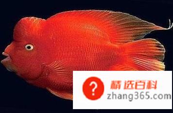 迷你鹦鹉鱼怎么分公母(公鹦鹉鱼的操作方法有哪些)
