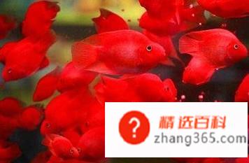 迷你鹦鹉鱼怎么分公母(公鹦鹉鱼的操作方法有哪些)