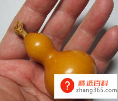 新鲜葫芦怎么处理成干葫芦(怎么样用新鲜葫芦做成干葫芦)