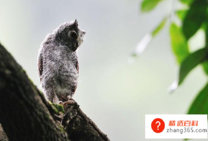 什么是丛林法则(丛林法则是自然界里生物学方面的物竞天择、优胜劣汰、弱肉强食的)