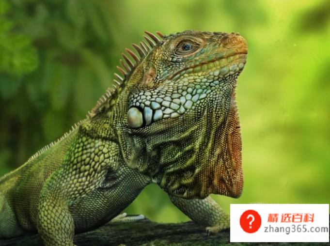 关于饲养宠物蜥蜴的八个注意事项。