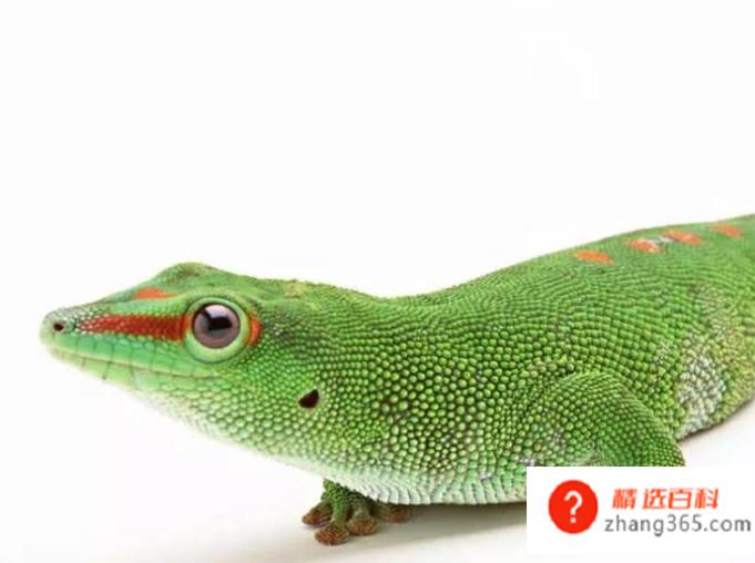 关于饲养宠物蜥蜴的八个注意事项。