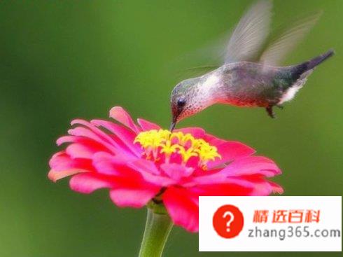 世界上最小的鸟是什么鸟?