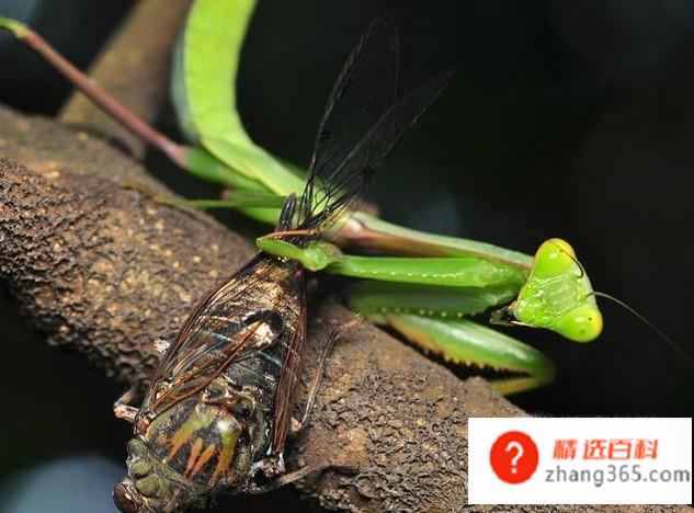 什么是丛林法则(丛林法则是自然界里生物学方面的物竞天择、优胜劣汰、弱肉强食的)