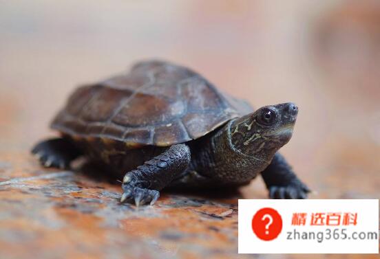乌龟腐甲病的症状(乌龟得了腐甲病怎么办)