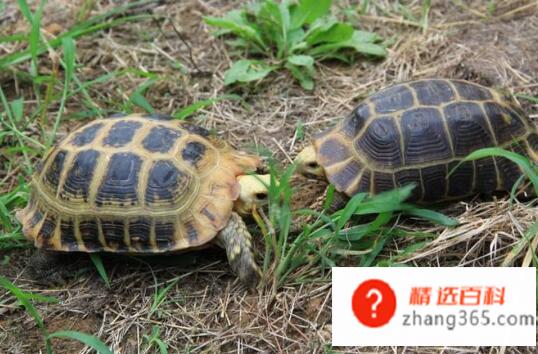 乌龟腐甲病的症状(乌龟得了腐甲病怎么办)
