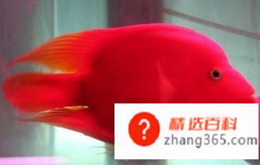 迷你鹦鹉鱼怎么分公母(公鹦鹉鱼的操作方法有哪些)