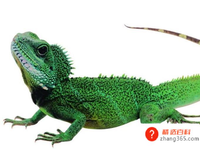 关于饲养宠物蜥蜴的八个注意事项。