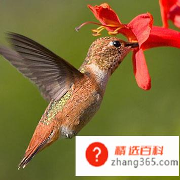 世界上最小的鸟是什么鸟?