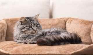 怀孕的猫咪有什么生产前兆(怀孕的猫咪生产前兆)