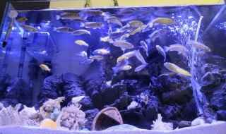 三河湖慈鲷能和什么鱼混养(三湖慈鲷可以和同产地非洲慈鲷、霸王短鲷、阿莲卡袖等混养吗-)