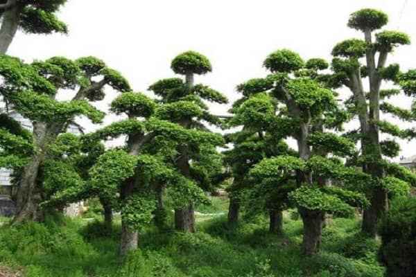 园林植物常用种类有哪些(常用的园林植物有鹅掌楸、火棘、金钟花、山茶花、四照花、卫矛、)