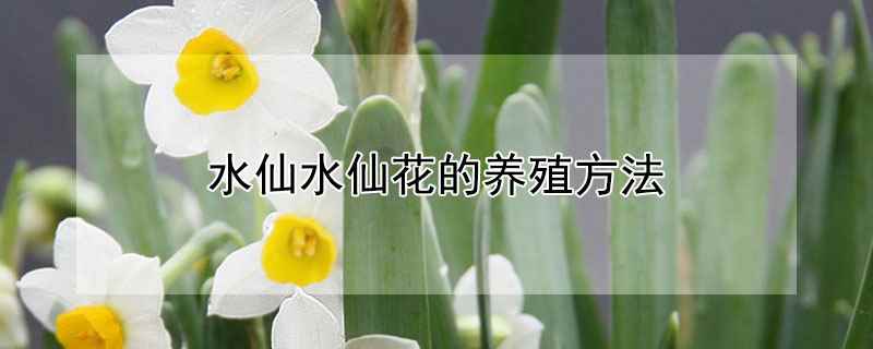 水仙水仙花的养殖方法(水仙花适合栽种到疏松、肥沃且腐殖质含量较高的土壤中)