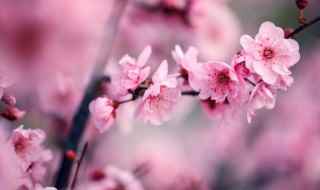 梅花简介(梅花、春梅、干枝梅、酸梅、乌梅)