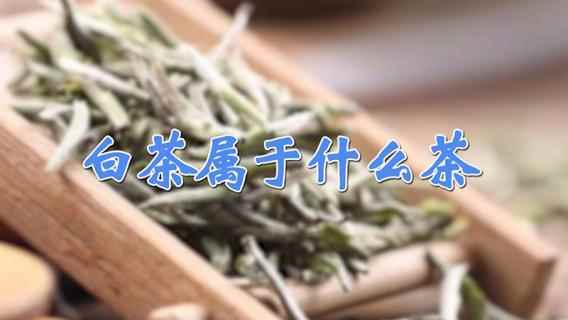 白茶属于什么茶