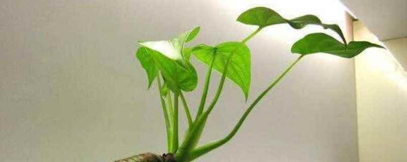 滴水观音会开花吗开什么花,滴水观音会开花结果吗