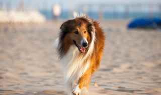 苏格兰牧羊犬是什么样子的狗(苏格兰牧羊犬长什么样?)