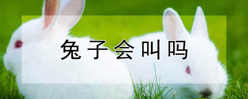 兔子会叫吗(兔子会不会叫)