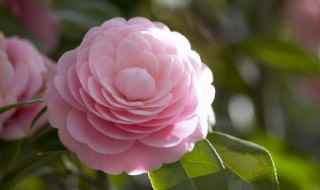 庭院假山适合种什么花卉,庭院假山适合种什么树