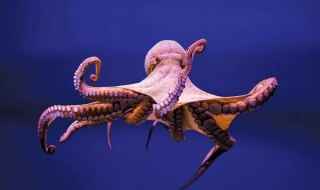 世界上最大的章鱼(科学界已知的章鱼属中最大的一种学名叫Octopusapoll)