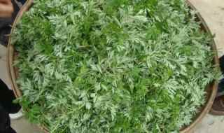 艾草是什么植物图片(艾草是什么植物)
