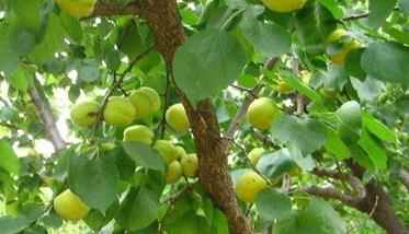 山杏高效种植技术要点(山杏种植技术要点)