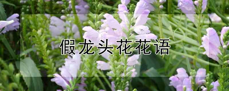 假龙头花花语(假龙头花有着步步高升、学业进步的花语意思)
