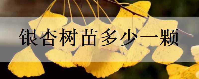 银杏树苗多少一颗(银杏价格随季节、银杏树市场行情变化而浮动)