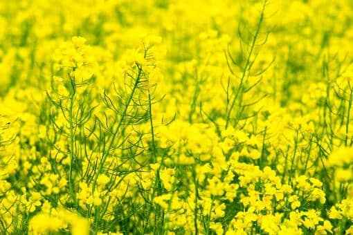今年油菜籽收购价格多少钱一斤?2022年新油菜籽多少钱一斤?附各地