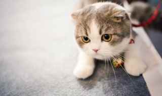 狸花猫和虎斑猫怎么去区分(虎斑猫和狸花猫有什么区别)