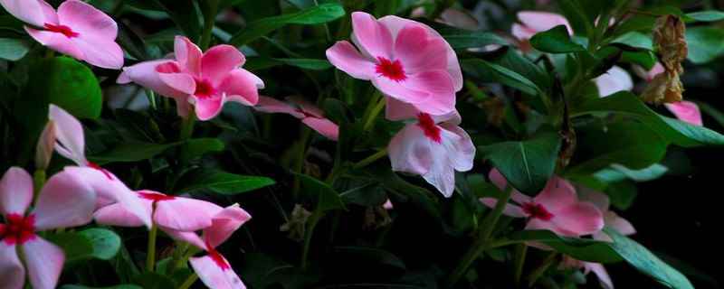 长春花耐低温吗(长春花耐寒吗)