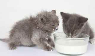猫拉稀的解决方法(猫拉稀怎么办)