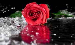 描写玫瑰花的经典诗句 玫瑰花的诗句示例