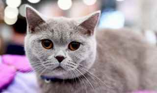 猫罐头多久喂一次(给猫咪吃猫罐头的注意事项)