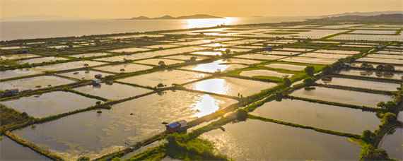 鱼塘怎样肥水(鱼塘肥水可以增加池塘浮游动植物)